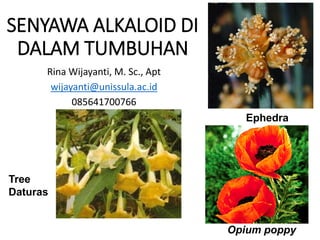 SENYAWA ALKALOID DI
DALAM TUMBUHAN
Rina Wijayanti, M. Sc., Apt
wijayanti@unissula.ac.id
085641700766
Ephedra
Opium poppy
Tree
Daturas
 