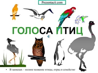 ГОЛОСА ПТИЦ
• В записках – полное название птицы, отряд и семейство
Prezentacii.com
 