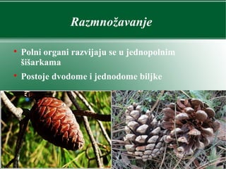 Razmnožavanje

Polni organi razvijaju se u jednopolnim
šišarkama

Postoje dvodome i jednodome biljke
 