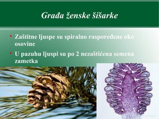 Građa ženske šišarke

Zaštitne ljuspe su spiralno raspoređene oko
osovine

U pazuhu ljuspi su po 2 nezaštićena semena
zametka
 