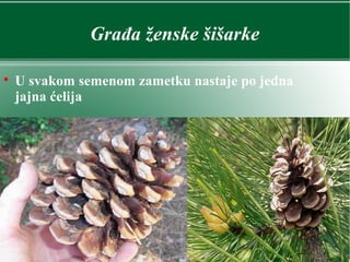 Građa ženske šišarke

U svakom semenom zametku nastaje po jedna
jajna ćelija
 