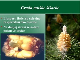 Građa muške šišarke

Ljuspasti listići su spiralno
raspoređeni oko osovine

Na donjoj strani se nalaze
polenove kesice
 