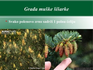 Građa muške šišarke

Svako polenovo zrno sadrži 1 polnu ćeliju
 