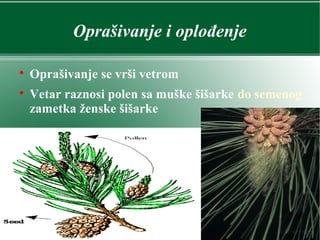 Oprašivanje i oplođenje

Oprašivanje se vrši vetrom

Vetar raznosi polen sa muške šišarke do semenog
zametka ženske šišarke
 