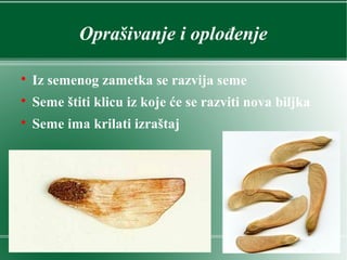 Oprašivanje i oplođenje

Iz semenog zametka se razvija seme

Seme štiti klicu iz koje će se razviti nova biljka

Seme ima krilati izraštaj
 