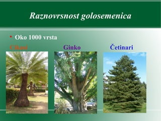 Raznovrsnost golosemenica

Oko 1000 vrsta
Cikasi Ginko Četinari
 