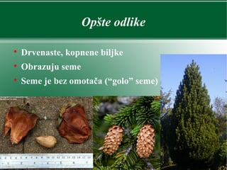 Opšte odlike

Drvenaste, kopnene biljke

Obrazuju seme

Seme je bez omotača (“golo” seme)
 