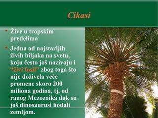 Cikasi

Žive u tropskim
predelima

Jedna od najstarijih
živih biljaka na svetu,
koju često još nazivaju i
“živi fosil” zbog toga što
nije doživela veće
promene skoro 200
miliona godina, tj. od
ranog Mezozoika dok su
još dinosaurusi hodali
zemljom.
 