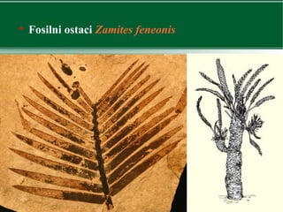 
Fosilni ostaci Zamites feneonis
 