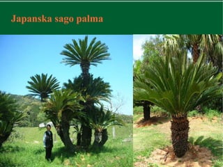 Japanska sago palma
 