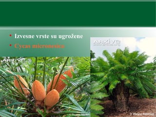 
Izvesne vrste su ugrožene

Cycas micronesica
 