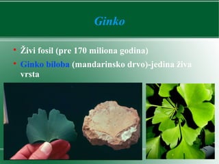 Ginko

Živi fosil (pre 170 miliona godina)

Ginko biloba (mandarinsko drvo)-jedina živa
vrsta
 