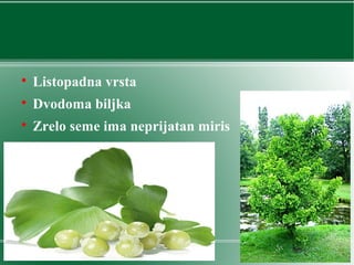 
Listopadna vrsta

Dvodoma biljka

Zrelo seme ima neprijatan miris
 