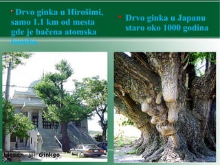 
Drvo ginka u Japanu
staro oko 1000 godina
Drvo ginka u Hirošimi,
samo 1.1 km od mesta
gde je bačena atomska
bomba
 