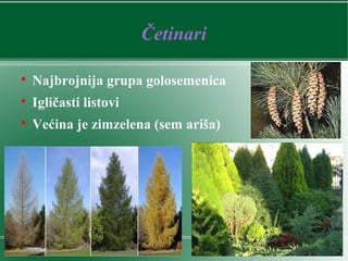 Četinari

Najbrojnija grupa golosemenica

Igličasti listovi

Većina je zimzelena (sem ariša)
 