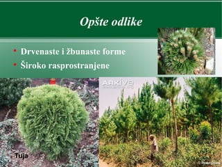 Opšte odlike

Drvenaste i žbunaste forme

Široko rasprostranjene
Tuja
 