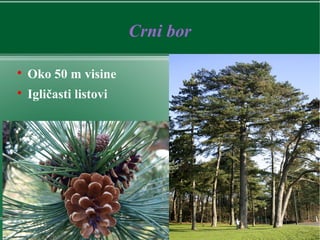 Crni bor

Oko 50 m visine

Igličasti listovi
 