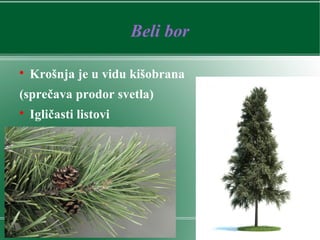 Beli bor

Krošnja je u vidu kišobrana
(sprečava prodor svetla)

Igličasti listovi
 