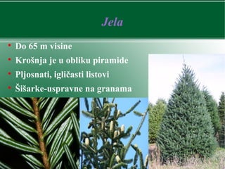 Jela

Do 65 m visine

Krošnja je u obliku piramide

Pljosnati, igličasti listovi

Šišarke-uspravne na granama
 