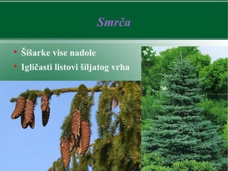 Smrča

Šišarke vise nadole

Igličasti listovi šiljatog vrha
 