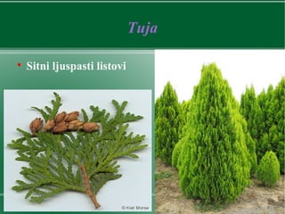 Tuja

Sitni ljuspasti listovi
 