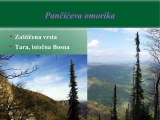 Pančićeva omorika

Zaštičena vrsta

Tara, istočna Bosna
 