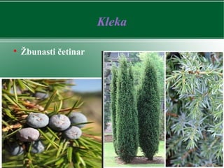 Kleka

Žbunasti četinar
 