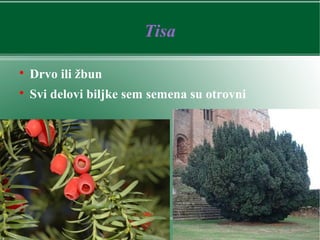 Tisa

Drvo ili žbun

Svi delovi biljke sem semena su otrovni
 