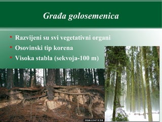 Građa golosemenica

Razvijeni su svi vegetativni organi

Osovinski tip korena

Visoka stabla (sekvoja-100 m)
 