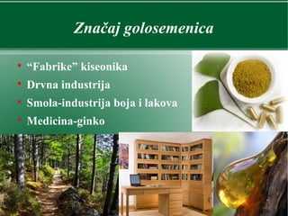 Značaj golosemenica

“Fabrike” kiseonika

Drvna industrija

Smola-industrija boja i lakova

Medicina-ginko
 