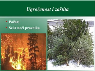 Ugroženost i zaštita

Požari

Seča uoči praznika
 