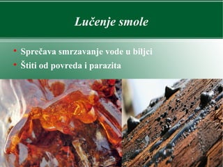 Lučenje smole

Sprečava smrzavanje vode u biljci

Štiti od povreda i parazita
 