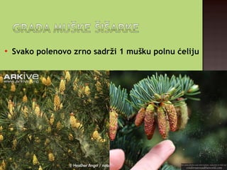 
Svako polenovo zrno sadrži 1 mušku polnu ćeliju
 