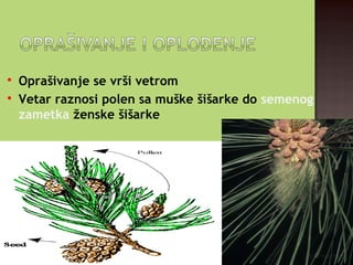 
Oprašivanje se vrši vetrom

Vetar raznosi polen sa muške šišarke do semenog
zametka ženske šišarke
 