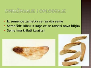 
Iz semenog zametka se razvija seme

Seme štiti klicu iz koje će se razviti nova biljka

Seme ima krilati izraštaj
 