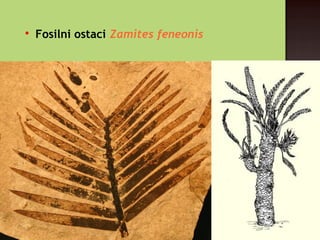 
Fosilni ostaci Zamites feneonis
 