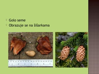  Golo seme
 Obrazuje se na šišarkama
 