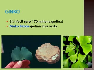 
Živi fosil (pre 170 miliona godina)

Ginko biloba-jedina živa vrsta
 