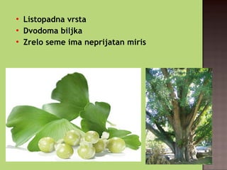 
Listopadna vrsta

Dvodoma biljka

Zrelo seme ima neprijatan miris
 