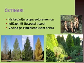 
Najbrojnija grupa golosemenica

Igličasti ili ljuspasti listovi
 Većina je zimzelena (sem ariša)
 