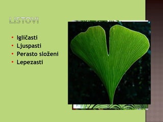 
Igličasti

Ljuspasti
 Perasto složeni

Lepezasti
 