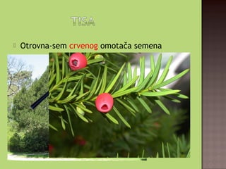  Otrovna-sem crvenog omotača semena
 