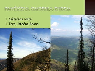  Zaštićena vrsta
 Tara, istočna Bosna
 