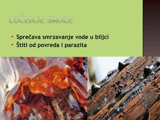 
Sprečava smrzavanje vode u biljci

Štiti od povreda i parazita
 