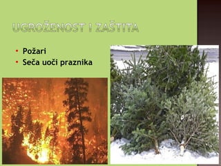 
Požari

Seča uoči praznika
 