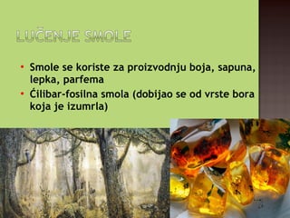 
Smole se koriste za proizvodnju boja, sapuna,
lepka, parfema

Ćilibar-fosilna smola (dobijao se od vrste bora
koja je izumrla)
 