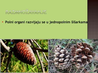 
Polni organi razvijaju se u jednopolnim šišarkama
 