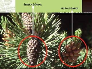 Знање
нас чини
великима
MUŠKA ŠIŠARKA
ŽENSKA ŠIŠARKA
 