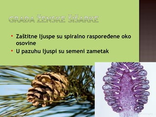 
Zaštitne ljuspe su spiralno raspoređene oko
osovine

U pazuhu ljuspi su semeni zametak
 