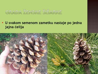 
U svakom semenom zametku nastaje po jedna
jajna ćelija
 